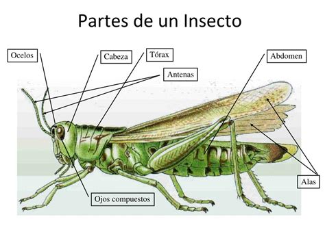 Las Partes De Un Insecto