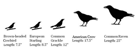 Raven Vs Crow Whats The Difference