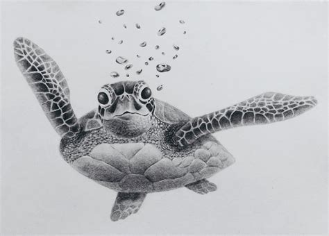 Sea Turtle Drawing At Explore Collection Of Sea