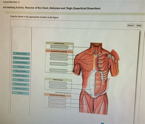 The superficial fascia of the abdomen consists, over the greater part of the abdominal wall, of a single layer containing a variable amount of fat; Solved: Anatomy and Physiology question | Chegg.com