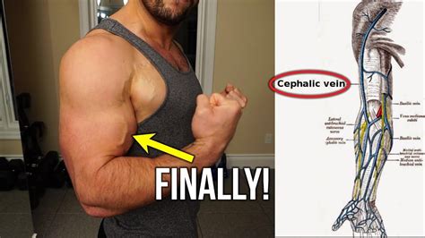 How To Get The Biceps Vein To Pop Out Vascular Arms Youtube