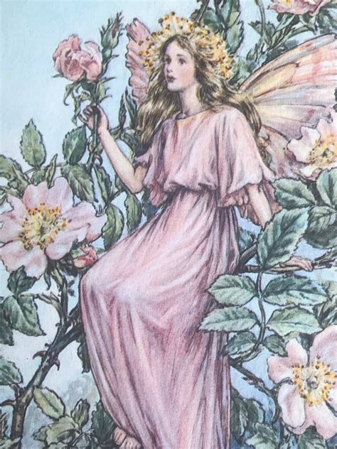 The Wild Rose Fairy Vintage Flower Fairies Illustration Etsy