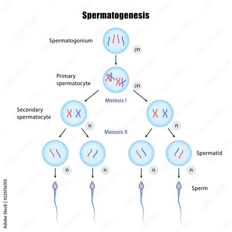Spermatogenesis Diagram Process Of Reproduction Cell Division Stock