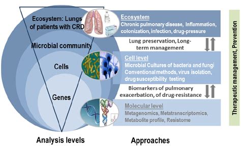 Frontiers The Lung Mycobiome An Emerging Field Of The Human