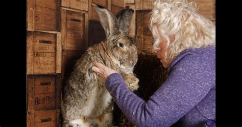 Police Investigating After Guinness World Records Biggest Rabbit