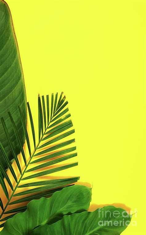Summer Flat Lay With Tropical Leaves Palm Fronds On Bright Yellow