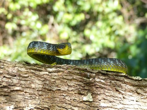Green Tree Snake — Murwillumbah Snake Catchers