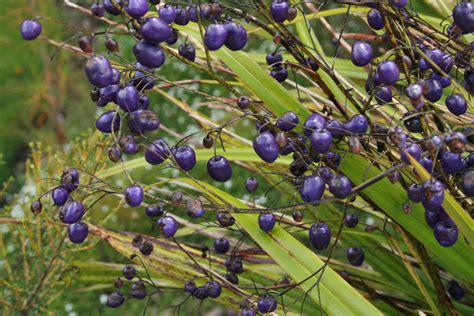 Turutu Blueberry Dianella Nigra Native Plant Of New Ze Flickr