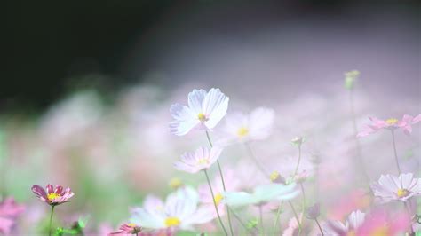 Delicate Daisies In A Field Wallpapers And Images Wallpapers