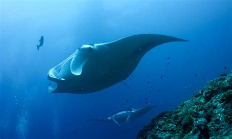 First Ever Confirmed Manta Ray Nursery Discovered In Raja Zublu