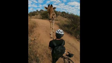 Man Gets ‘knighted By Giraffe While Cycling In South Africa Watch Trending Hindustan Times