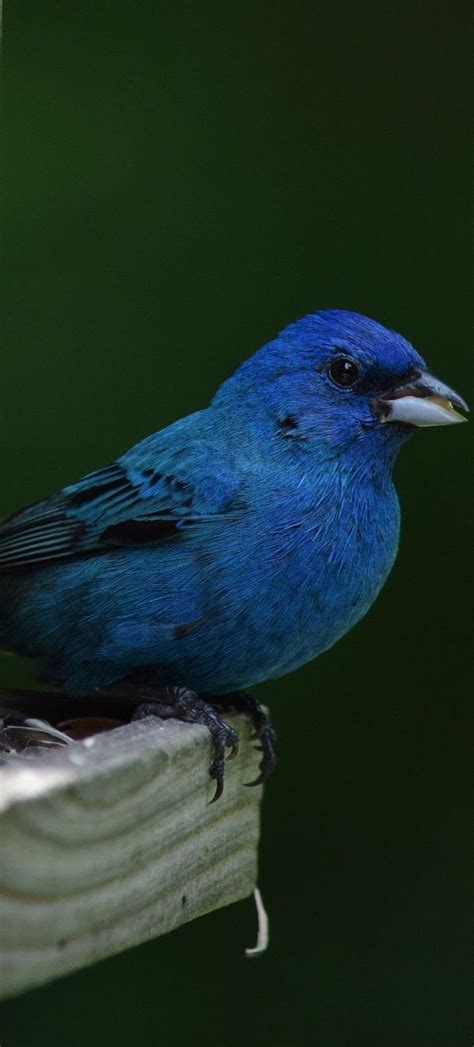 About Wild Animals Picture Of An Indigo Bunting Pet Birds Beautiful