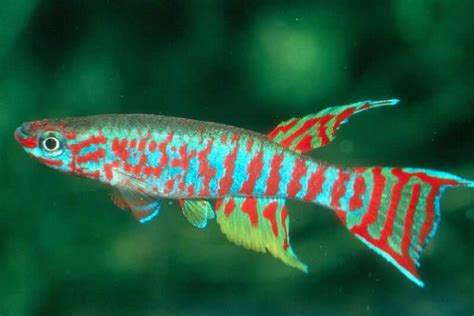 The 27 Most Colorful Freshwater Fish For Your Aquarium