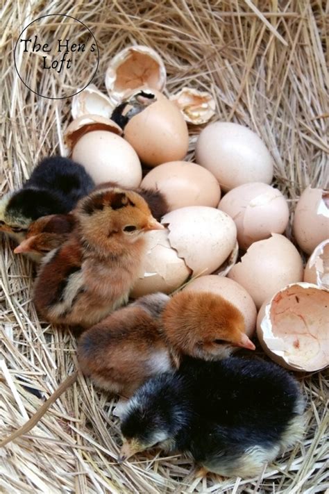 How To Hatch Eggs With A Broody Hen Tips And Advice The Hens Loft