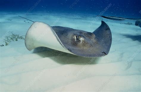 Southern Stingray Stock Image F0320073 Science Photo Library