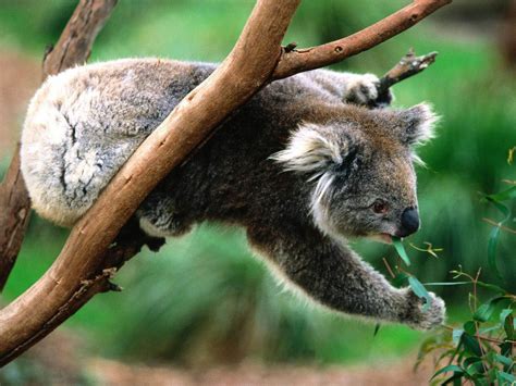 Hd Koala Wallpaper Wallpapersafari