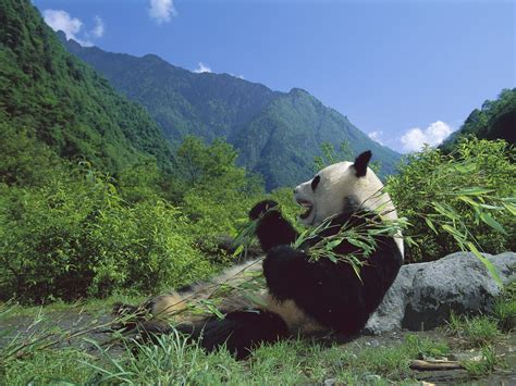 Giant Panda Eating Bamboo Wolong Nature Reserve Sichuan China