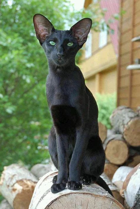 Gorgeous Pure Black Oriental Shorthair Cat How Much Do You Love Him