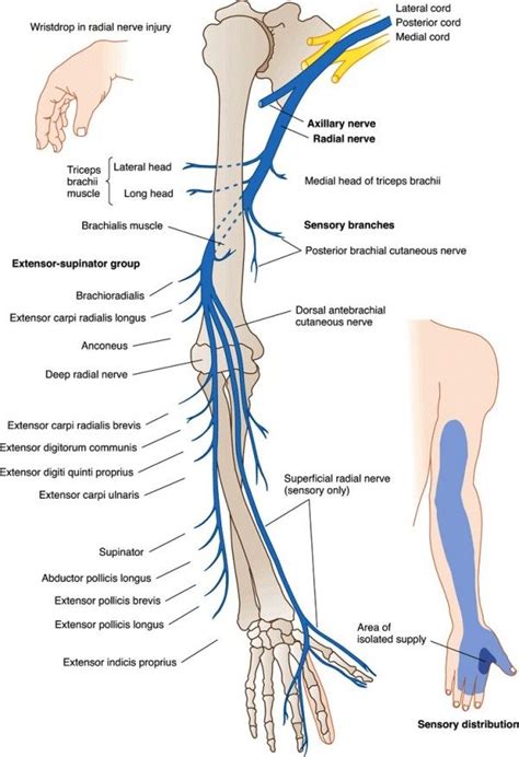 Radial Nerve Origin Anatomy Course And Branches