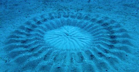 White Wolf Mysterious Ocean Crop Circles Discovered By A Japanese