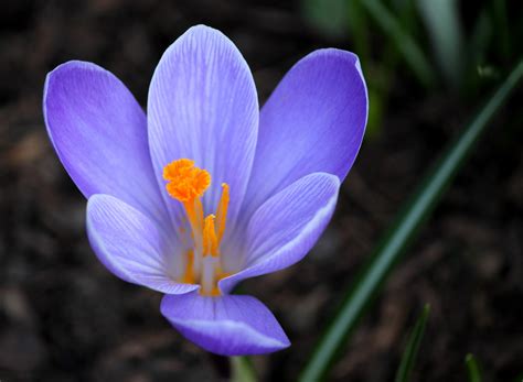 Krokus Blau - Gelb Foto & Bild | pflanzen, pilze & flechten, blüten ...