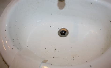 23 Superb Tiny Bugs In Bathroom Sink Home Decoration Style And Art