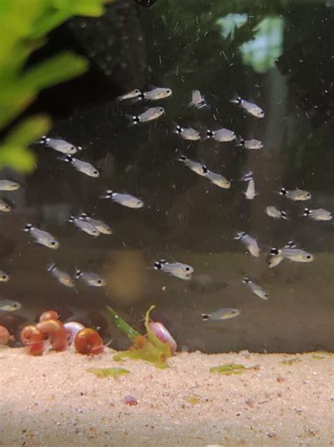 コリドラスハステータスを繁殖させる飼育方法や産卵促進稚魚育成について解説 コリドラス繁殖飼育日記