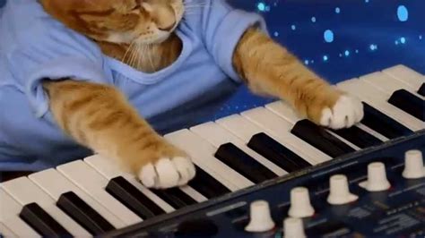 Keyboard Cat The Soul Of A Cat Youtube