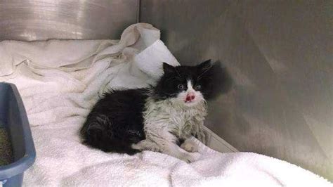 kitten rescued after being tossed from car