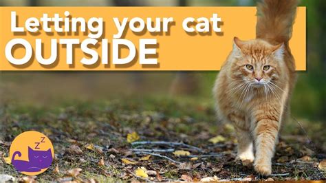 Letting Your Cat Outside For The First Time Our Top Tips🔴 Youtube