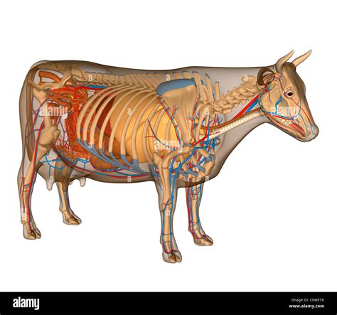 Anatomy Of The Cow Organs Stock Photo Alamy
