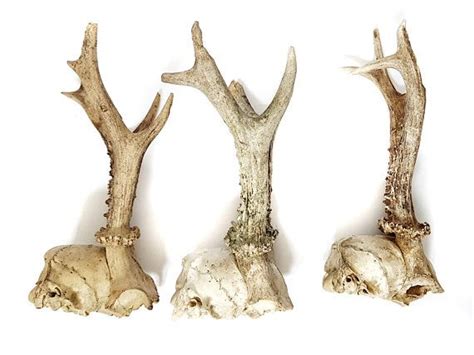 Real Antlers Deer Skull Skulls Collection Wild Animal Bones Etsy Uk