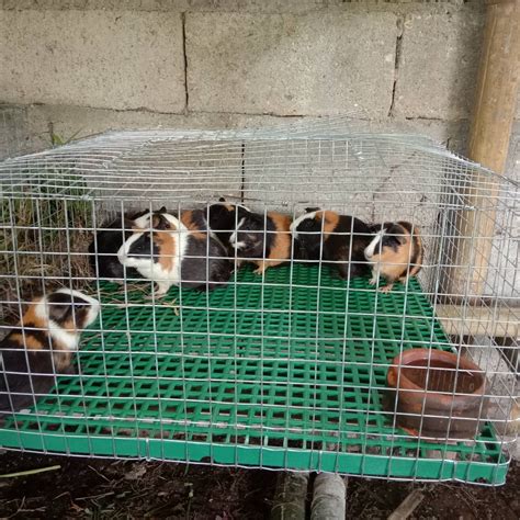 Guinea Pigs For Sale Pet Finder Philippines Buy And Sell Pets Online