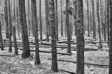무료 이미지 나무 숲 겨울 검정색과 흰색 목재 트렁크 단색화 시즌 삼림지 서식지 흑백 사진 자연 환 경