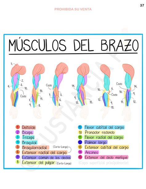 Músculos Del Brazo En 2020 Anatomía Médica Anatomia Y Fisiologia