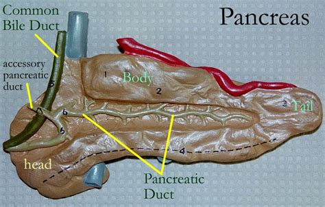 Pin By Daffodilcooper On K Bile Duct Pancreas Body