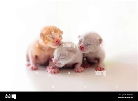 Newborn Cat Baby Blanket Hi Res Stock Photography And Images Alamy