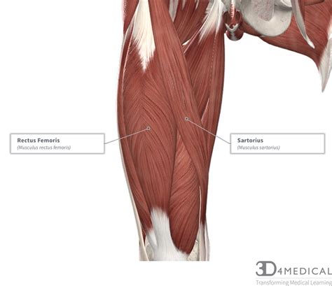 In all its forms, it makes up nearly half of the. Muscles - Advanced Anatomy 2nd. Ed.