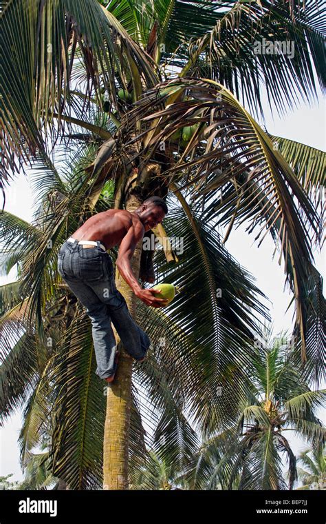 Man Climbing Coconut Palm Tree To Pick Coconuts Fotos Und