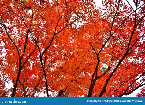 Red Orange Yellow And Green Maple Leaves During Autumn Stock Photo
