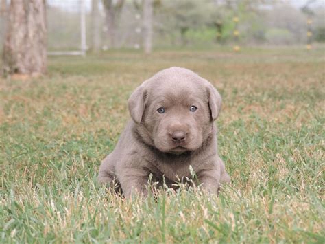 We are a professional breeder with a dedication and passion for preserving the wonderful english labradors, temperament and versatility that is the hallmark of the labrador retriever. Silver Lab Puppies for Sale - 3-19-2020 - Silver Labs for ...
