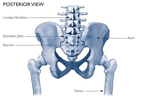 Anatomy Of The Si Joint
