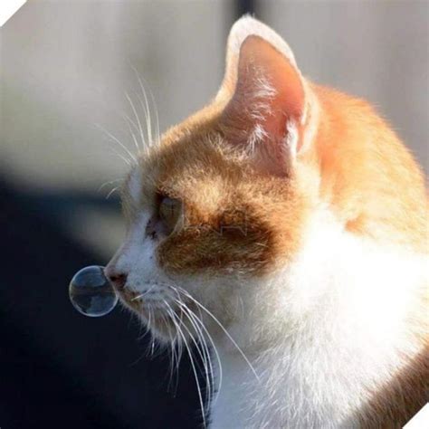 Runny Nose In Cats Causes Symptoms And Treatment