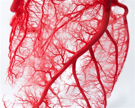 Blood Vessels Signalling To Neurones Through Nitric Oxide The