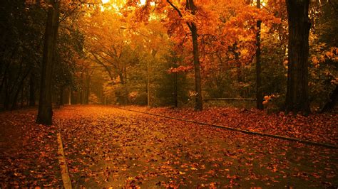 Autumn Forest Leaves Wallpaper 2560x1440 28997