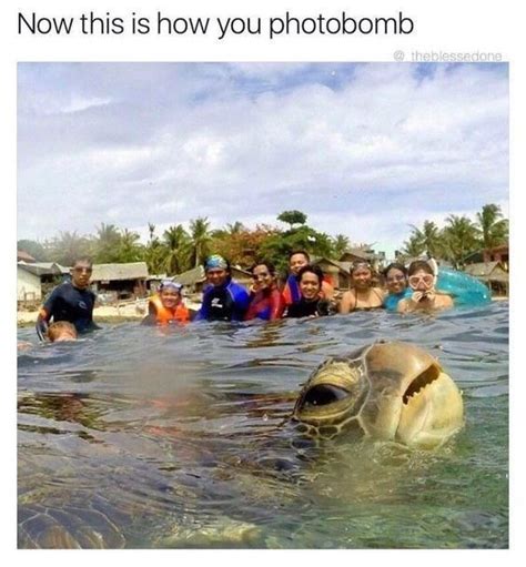 16 Funny Turtle Memes That Will Make You Lol Animals Turtles Funny