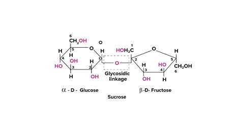 What Is A Glycosidic Linkage