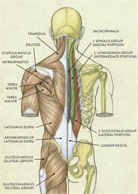 Left Side Superficial Muscle Layer