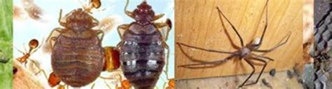 Although these bugs aren't nearly as detrimental and dangerous as those mentioned above, they could still wreck havoc on their victims. Arab Termite and Pest Control of Cincinnati, Inc. - Alignable