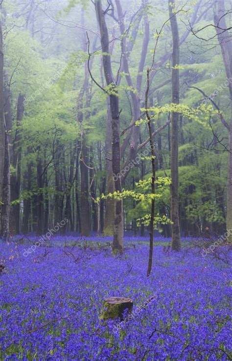 Vibrant Bluebell Carpet Spring Forest Foggy Landscape Stock Photo By